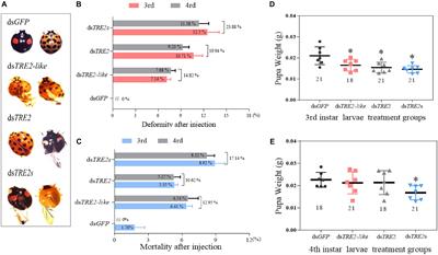 Evaluation of the Expression and Function of the TRE2-like and TRE2 Genes in Ecdysis of Harmonia axyridis